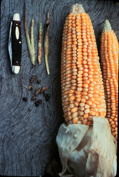 maize_and_teosinte