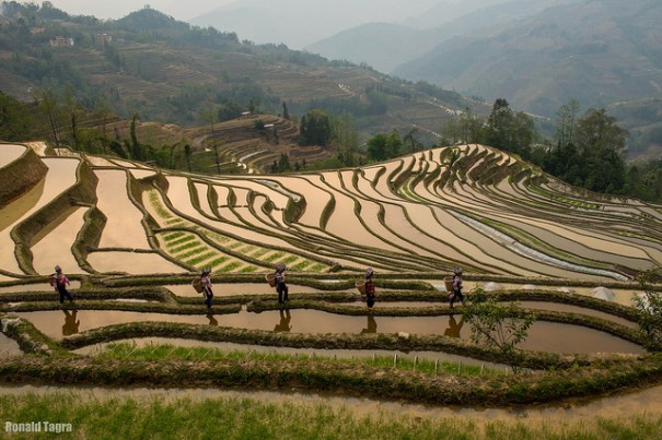 rice.terraces